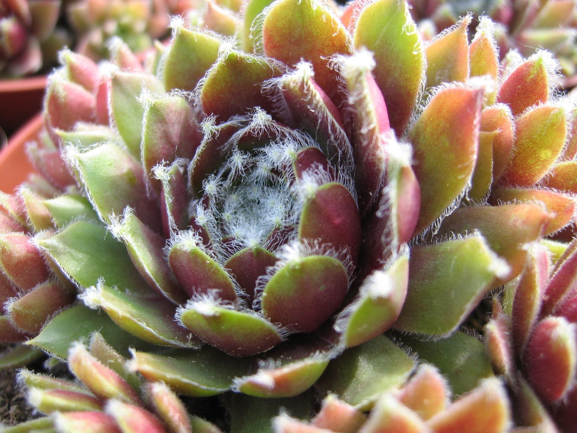 sempervivum red velvet